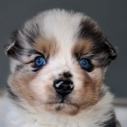Boy 3 - Blue merle Australian Shepherd puppy in Touchet, Washington from Frog Hollow Aussies
