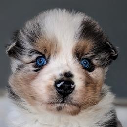 Boy 3 - Blue merle Australian Shepherd puppy in Touchet, Washington from Frog Hollow Aussies