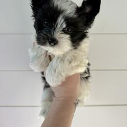 Sweet boy - Parti male Yorkshire Terrier puppy in Virginia from Yorkies of Boston