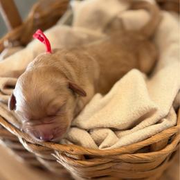 Oak - Cream male Goldendoodle puppy in Beech Bluff, Tennessee from White Oak Kennel
