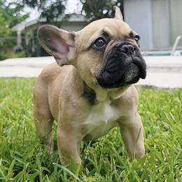 French Bulldogs from Vanessa's Frenchies