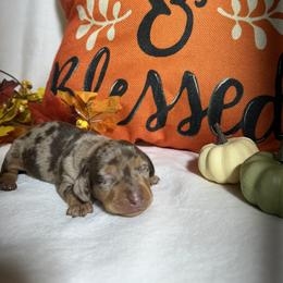 NA - Chocolate and tan male Dachshund puppy in Georgetown, Arkansas from Wyatt's Dachshunds