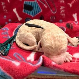Oliver- Hunter collar - Cream male Goldendoodle puppy in Van Buren, Missouri from Jami’s Goldendoodles & Poodles