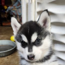 Siberian Husky Puppies from Spirit of the Moon Siberians