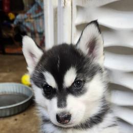Siberian Husky Puppies from Spirit of the Moon Siberians