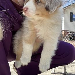 Cinnamon - Red merle male Miniature American Shepherd puppy in Greenboro, North Carolina from Rustlingrass Miniature American Shepherds