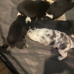 Australian Shepherd Puppies from Sydney’s Sweethearts