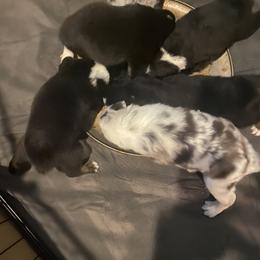 Australian Shepherd Puppies from Sydney’s Sweethearts