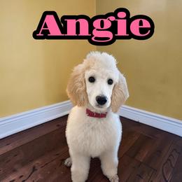 Poodle Puppies from Steinrock’s Standards