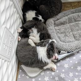 Border Collie Puppies from Double4farms