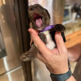 Goldendoodle Puppies from Southern Goldendoodles