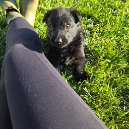 German Shepherd puppies from Von Charry German Shepherd’s
