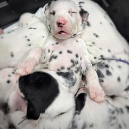 Dalmatian, Poodle, and Rhodesian Ridgeback Puppies from Ruffles, Ridges, & Spots!