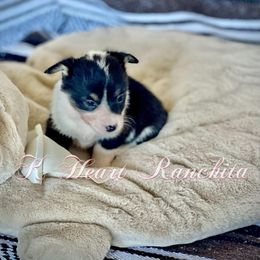 Girl 1 - Black and white American Corgi puppy in Gentry, Arkansas from K Heart Ranchita