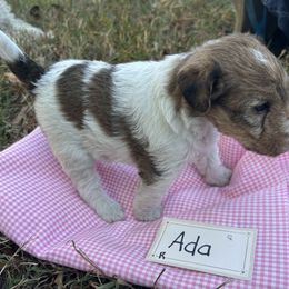 Ada - White female Wire Fox Terrier puppy in Timberlake, North Carolina from Lyndon Meadow Farm