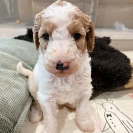 Cubby - Parti male Goldendoodle puppy in Pittsburg, Texas from Peachy Pine Goldendoodles