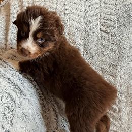Peter - Red tri-color male Australian Shepherd puppy in Atkinson, Illinois from Diamond Ridge Aussies