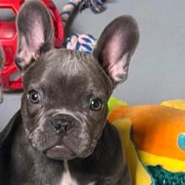 Moon - Blue female French Bulldog puppy in Chesapeake, Virginia from Pardon My Frenchies