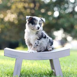 Espresso - Blue merle male Miniature Australian Shepherd puppy in White Oak, Texas from Triple Lake Ranch Miniature Australian Shepherds