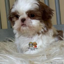 Parker - Liver and white male Shih Tzu puppy in Walkertown, North Carolina from Lil’ Bit’s Shih Tzu