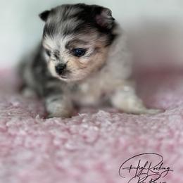 Girl 2 - Blue merle female Pomeranian puppy in Fort Jones, California from High Rocking Pom Poms