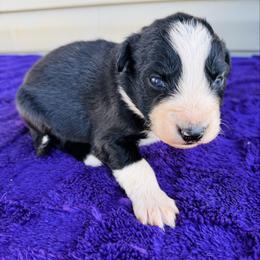Ash - Black & white male Australian Shepherd puppy in Charlotte, North Carolina from Awesome Aussies