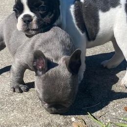 French Bulldogs from Oakmont Frenchies