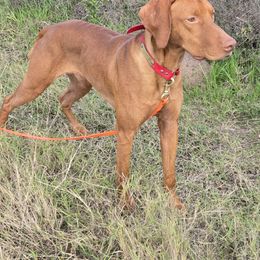 Nick - Vizsla