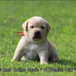 Anakin (Red Collar) - Yellow male Dilute Retriever puppy in Baldwin City, Kansas from Hedge Lane Labradors