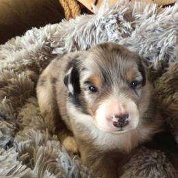 Boy 2 - Blue merle male Australian Shepherd puppy in Drumore, Pennsylvania from Susquehannock Aussies