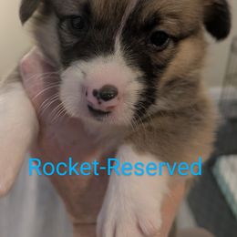 Rocket - Red male Pembroke Welsh Corgi puppy in Berkeley Springs, West Virginia from Hummingbird Farm