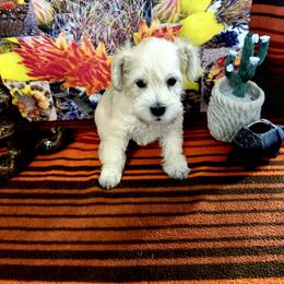 Spurgeon (formerly Charlie III) - White male Schnoodle puppy in Tucson, Arizona from Smart Schnauzers & Schnoodles