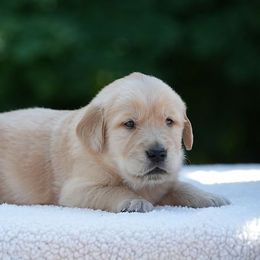 Tucker - Golden male Golden Retriever puppy in Saint Joe, Indiana from Golden Acres Farm