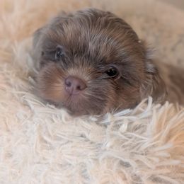 Snapdragon - Liver male Shih Tzu puppy in Canton, Ohio from Winning Colors Shih Tzu