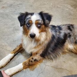 Whitley - Miniature Australian Shepherd