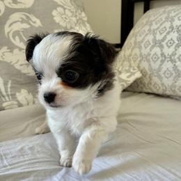 Cove - Blue and white female Chihuahua puppy in Menifee, California from Lane’s Little Long Coats