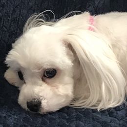 Maggie  - Maltese