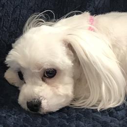 Maggie  - Maltese