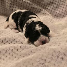 Grinch - Black and white male Cavapoo puppy in Perham, Minnesota from Steel Horse Kennels Inc