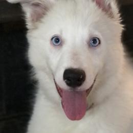 Border Collie Puppies from Cahill’s Canines