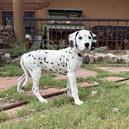 Persephone - White and black female Dalmatian puppy in Albuquerque, New Mexico from Storm & Blue's Dalmatian Pups