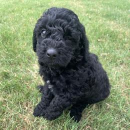 Doc - Black male Goldendoodle puppy in Dallas, Texas from Heritage Doodle Company