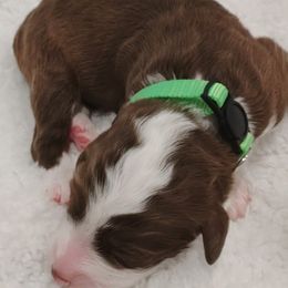 Aussiedoodle Puppies from Southern Charm Doodles