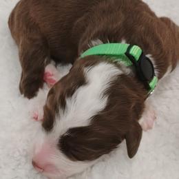 Aussiedoodle Puppies from Southern Charm Doodles