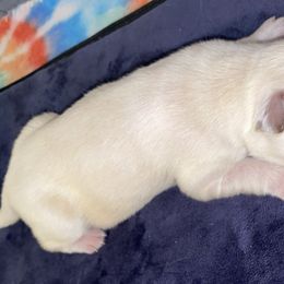 Golden Retriever Puppies from 13 GORGEOUS Goldens