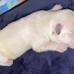 Golden Retriever Puppies from 13 GORGEOUS Goldens