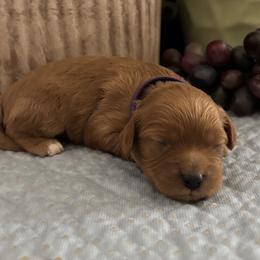 Audrey - Red female Cavapoo puppy in Oklahoma from Rocky Oak Cavaliers & Biewer Terriers LLC
