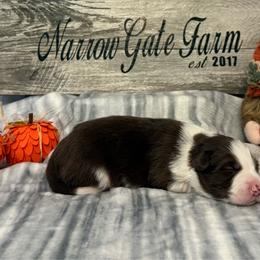 Boy 2 - White and red male Border Collie puppy in Moody, Texas from Narrow Gate Farm