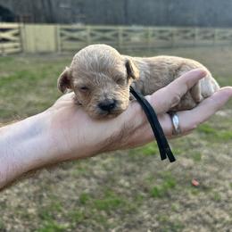 Black Collar - Red female Havapoo puppy in Powder Springs, Georgia from West Cobb Dogs