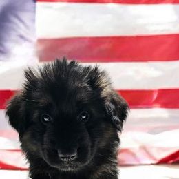 Magenta - Black and red female German Shepherd puppy in Newaygo, Michigan from Sterley Shepherds
